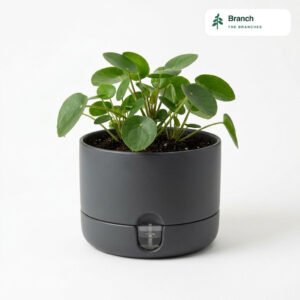 Self-Watering Planter 8"